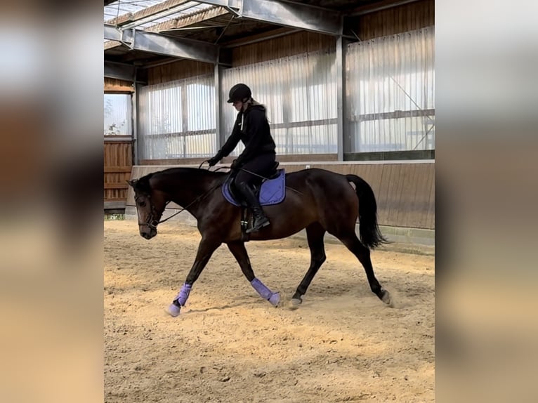 Rhinelander Mare 9 years 16 hh Bay-Dark in Wetter (Ruhr)