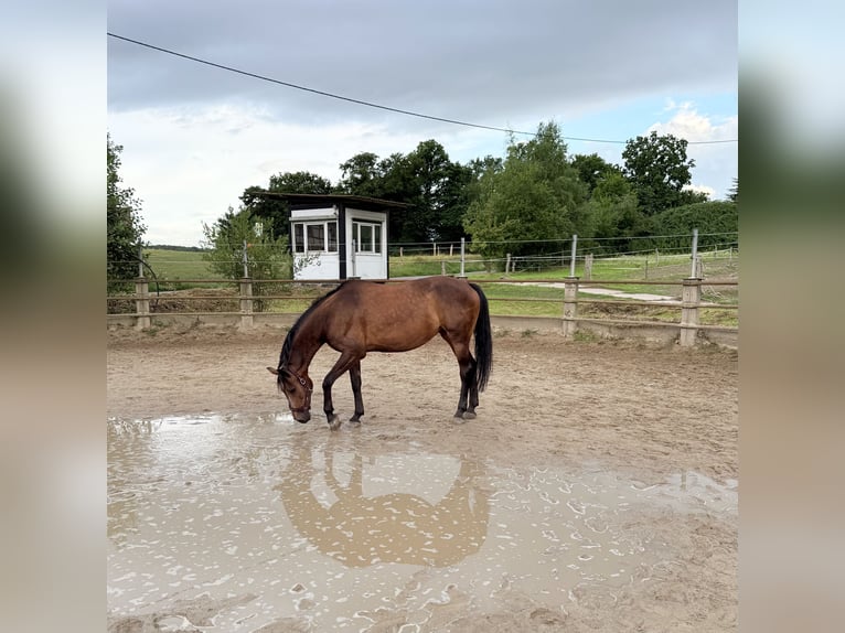 Rhinelander Mare 9 years 16 hh Bay-Dark in Wetter (Ruhr)