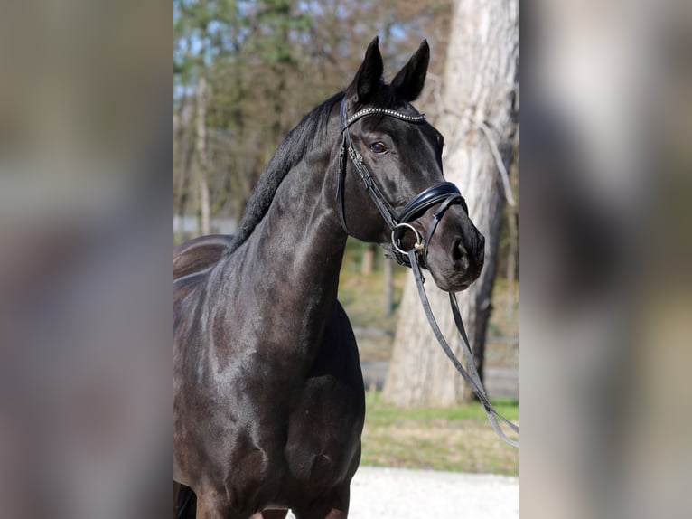 Rhinelander Mare 9 years 16 hh Black in Pulheim