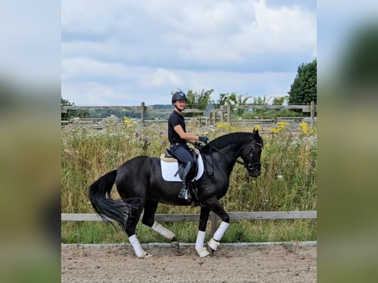 Rhinelander Mare 9 years 16 hh Black in Pulheim