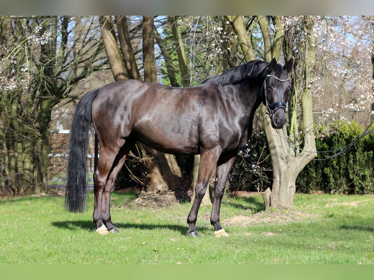 Rhinelander Mare 9 years 16 hh Black in Pulheim