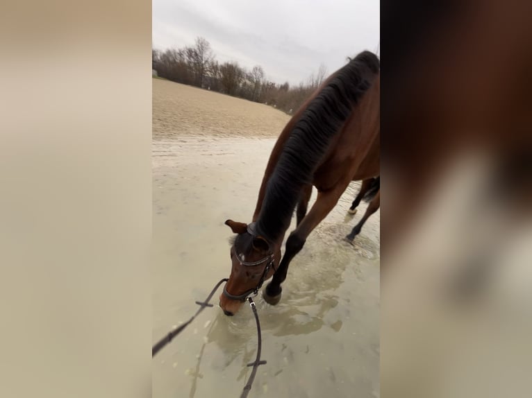 Rhinelander Mare 9 years 16 hh Brown in Frankfurt am Main