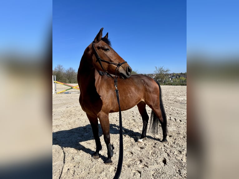 Rhinelander Mare 9 years 16 hh Brown in Frankfurt am Main