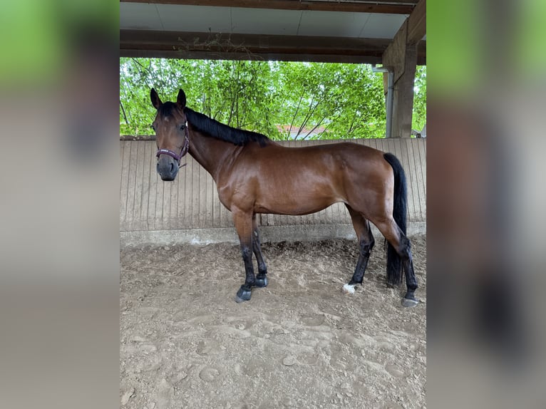 Rhinelander Mare 9 years 16 hh Brown in Frankfurt am Main