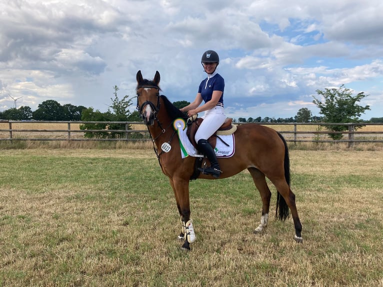 Rhinelander Mare 9 years 16 hh Brown in Seelze