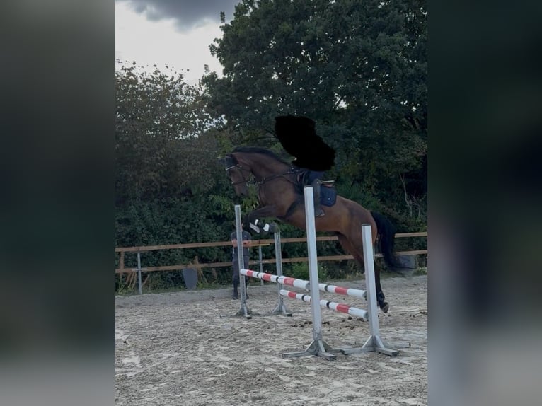 Rhinelander Mare 9 years 16,1 hh Brown in Gevelsberg