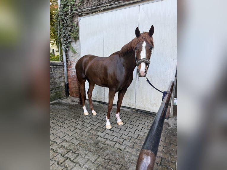 Rhinelander Mare 9 years 16,1 hh Chestnut-Red in KrefeldKrefeld