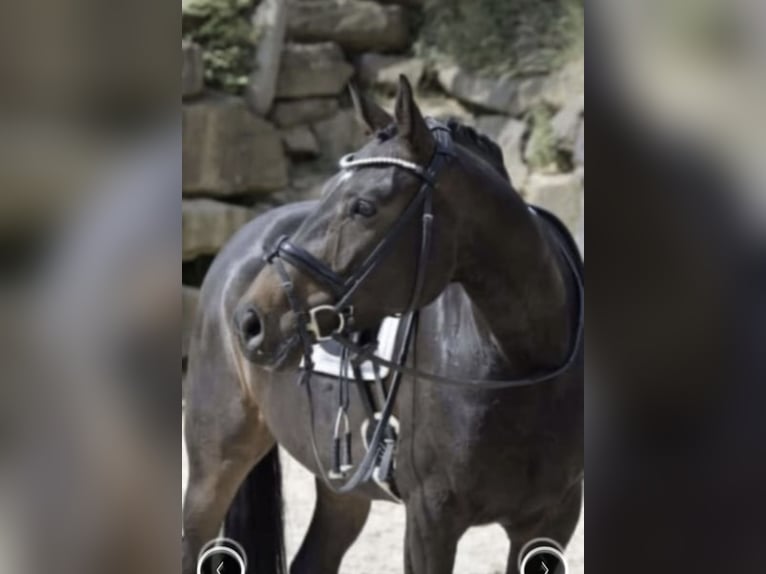 Rhinelander Mare 9 years 16,2 hh Smoky-Black in Windhagen
