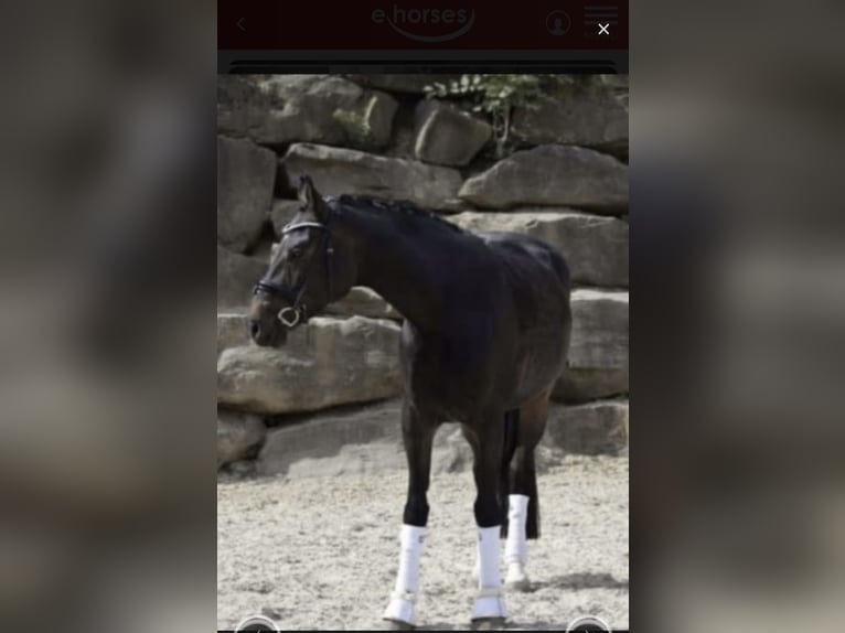 Rhinelander Mare 9 years 16,2 hh Smoky-Black in Windhagen