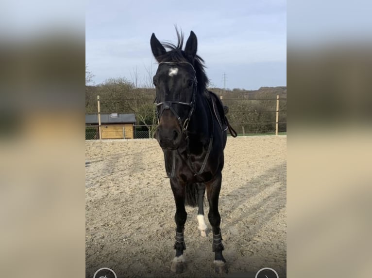 Rhinelander Mare 9 years 16,2 hh Smoky-Black in Windhagen