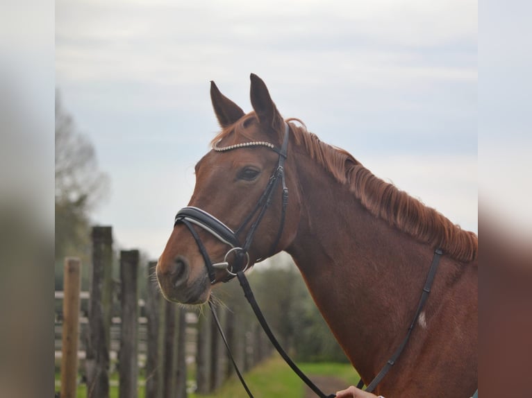 Rhinelander Mare 9 years 17 hh Chestnut-Red in M&#xF6;nchengladbach