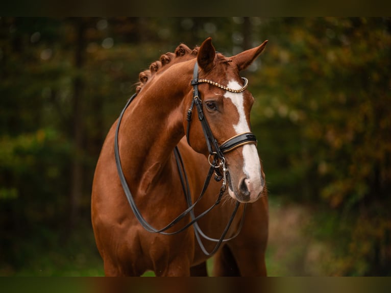 Rhinelander Mare 9 years 17 hh Chestnut-Red in Wehringen