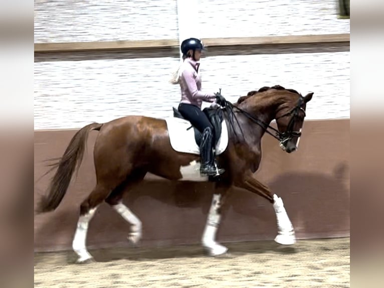 Rhinelander Mare 9 years 17 hh Chestnut-Red in Wehringen