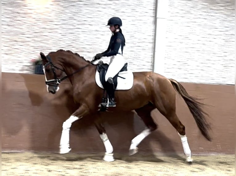 Rhinelander Mare 9 years 17 hh Chestnut-Red in Wehringen