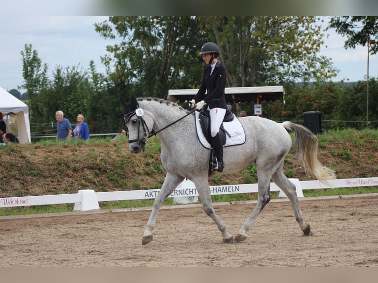 Rhinelander Mare 9 years 17 hh Grey in Lauenau Lauenau