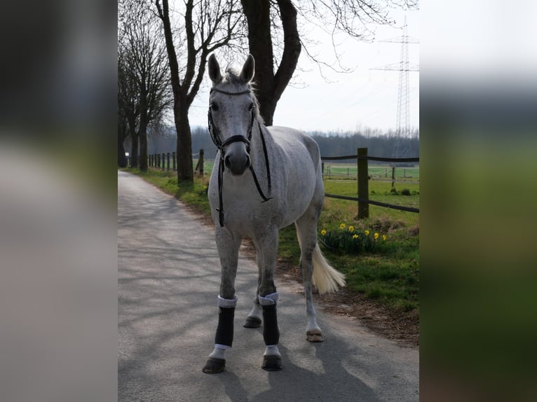 Rhinelander Mare 9 years 17 hh Grey in Lauenau Lauenau