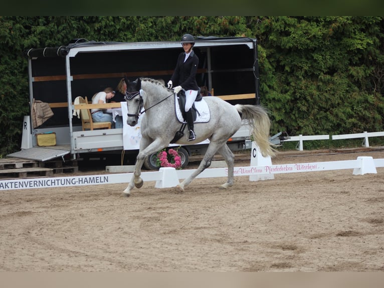 Rhinelander Mare 9 years 17 hh Grey in Lauenau Lauenau
