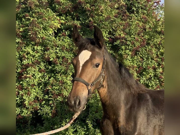 Rhinelander Mare Foal (04/2025) 13,2 hh Bay-Dark in Gevensleben