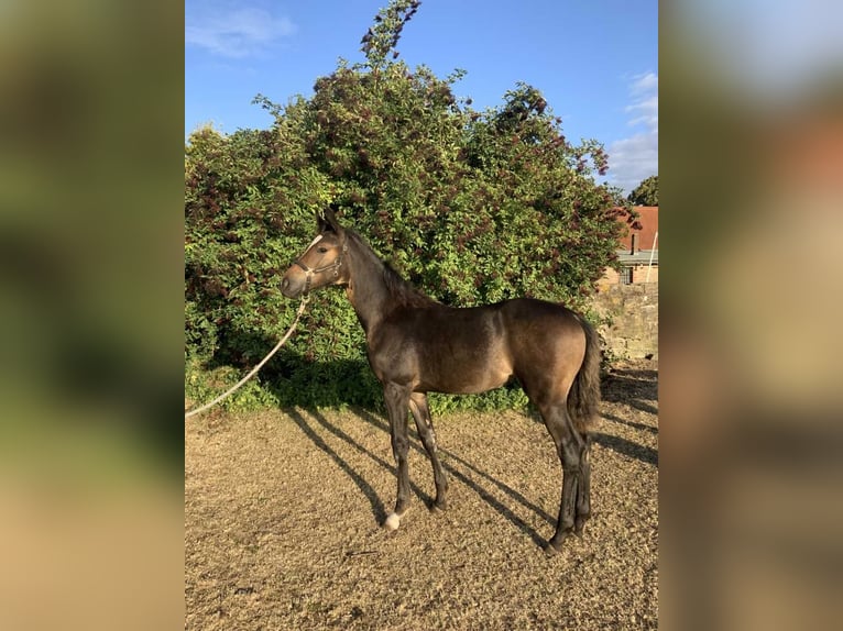 Rhinelander Mare Foal (04/2025) 13,2 hh Bay-Dark in Gevensleben