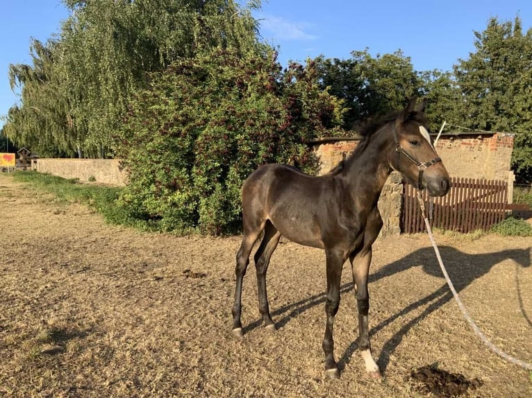 Rhinelander Mare Foal (04/2025) 13,2 hh Bay-Dark in Gevensleben