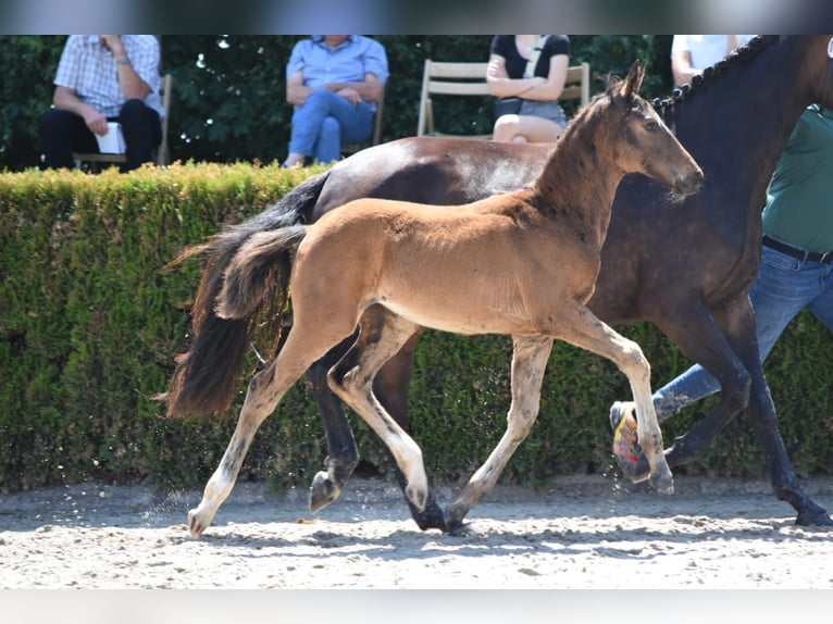 Rhinelander Mare Foal (03/2023) Brown in Ratingen