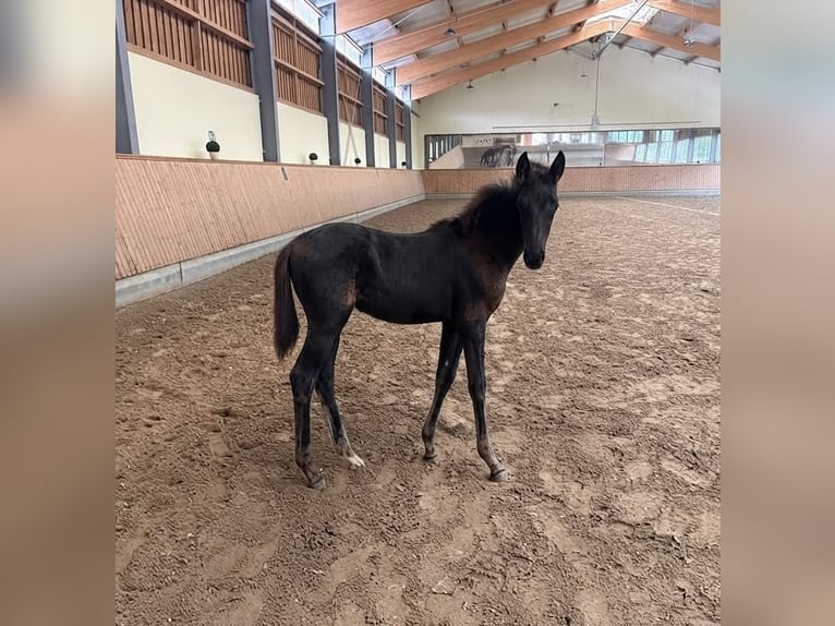 Rhinelander Mare Foal (05/2026) Smoky-Black in Troisdorf