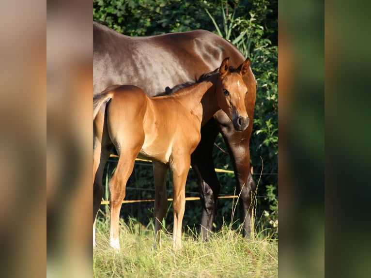 Rhinelander Stallion 1 year 16.3 hh Bay-Dark in Rothenburg/Oberlausitz