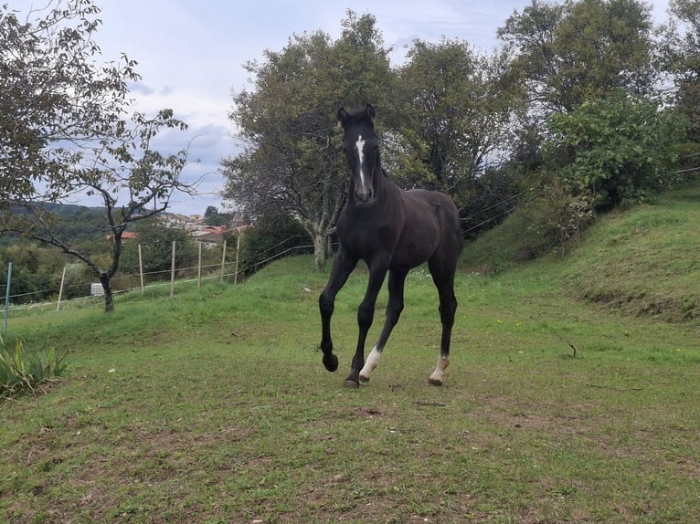 Rhinelander Stallion 1 year 16 hh Brown in Kozina
