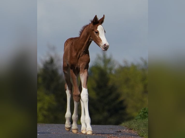Rhinelander Stallion 1 year 17 hh Chestnut-Red in Ratingen
