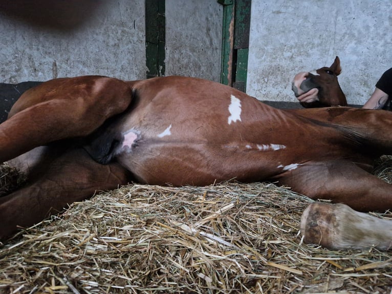 Rhinelander Stallion 1 year 17 hh Chestnut-Red in Ratingen