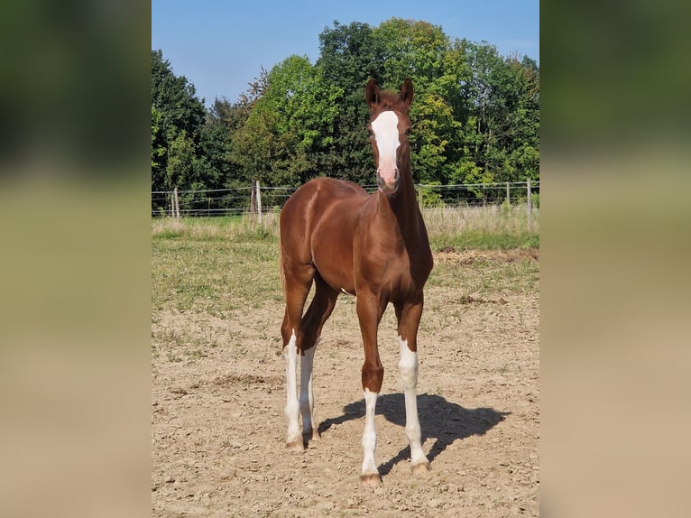 Rhinelander Stallion 1 year 17 hh Chestnut-Red in Ratingen