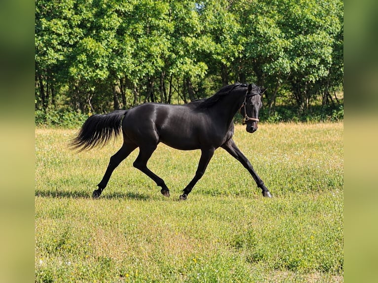 Rhinelander Stallion 1 year Grey in Kozina