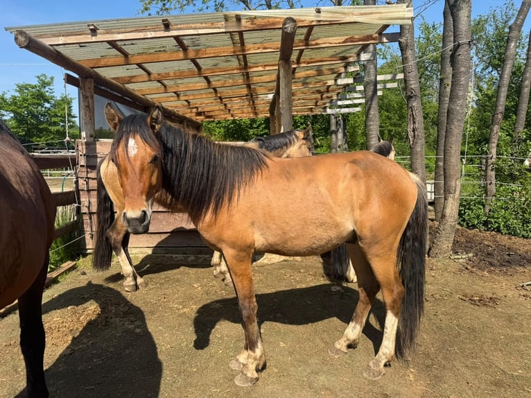 Rhinelander Stallion 2 years 13,3 hh Buckskin in Köln