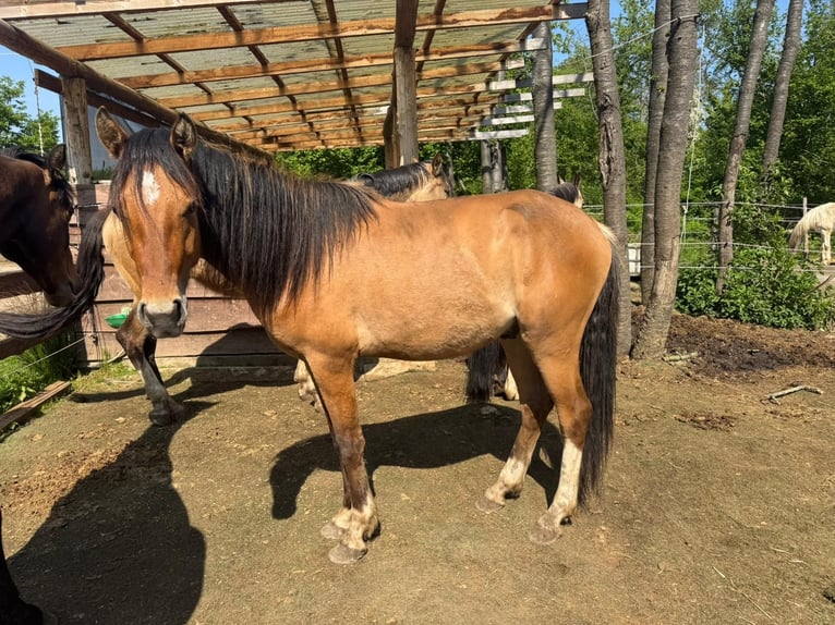 Rhinelander Stallion 2 years 13,3 hh Buckskin in Köln