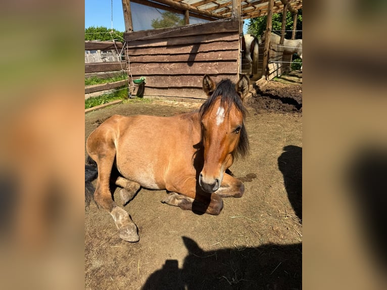 Rhinelander Stallion 2 years 13,3 hh Buckskin in Köln