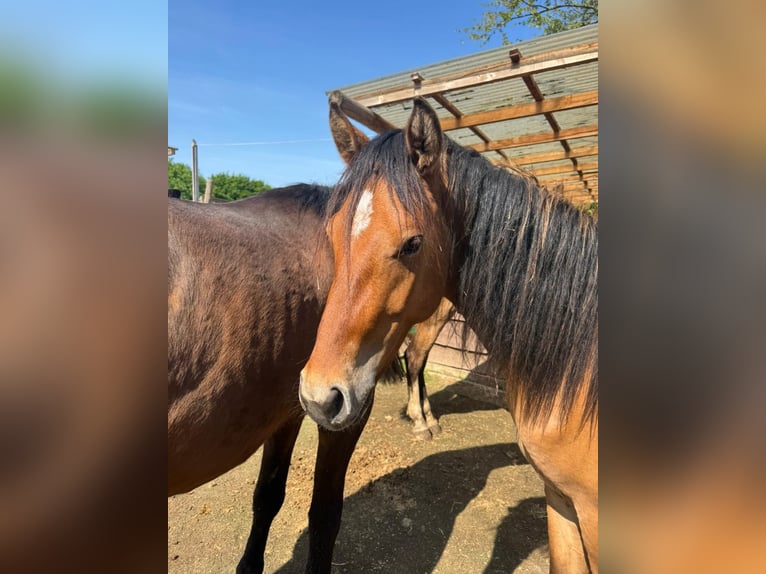 Rhinelander Stallion 2 years 13,3 hh Buckskin in Köln
