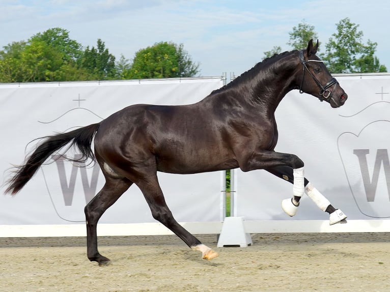 Rhinelander Stallion 2 years 16,1 hh Black in Münster-Handorf