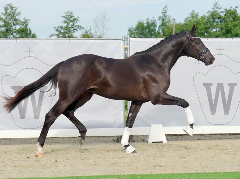 Rhinelander Stallion 2 years 16,1 hh Black in Münster-Handorf