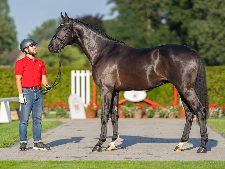 Rhinelander Stallion 2 years 16,1 hh Black in Münster-Handorf