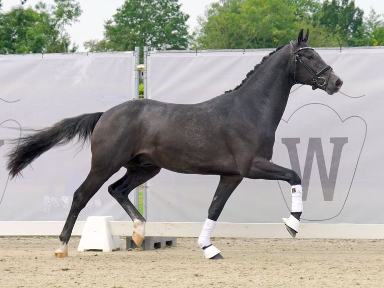 Rhinelander Stallion 2 years 16 hh Gray in Münster-Handorf