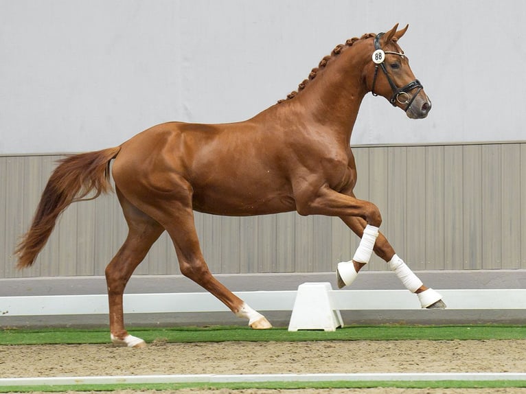 Rhinelander Stallion 2 years Chestnut-Red in Münster-Handorf