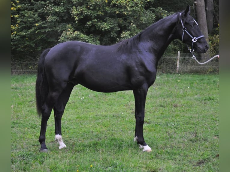 Rhinelander Stallion 3 years Black in Neustadt-Glewe