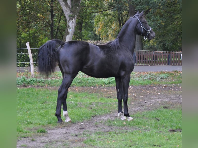 Rhinelander Stallion 3 years Black in Neustadt-Glewe