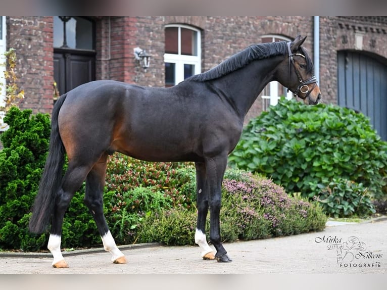 Rhinelander Stallion 4 years 16,2 hh Bay-Dark in Viersen