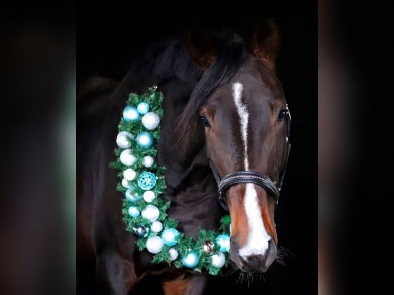 Rhinelander Stallion 4 years 17,1 hh Bay-Dark in Lüneburg