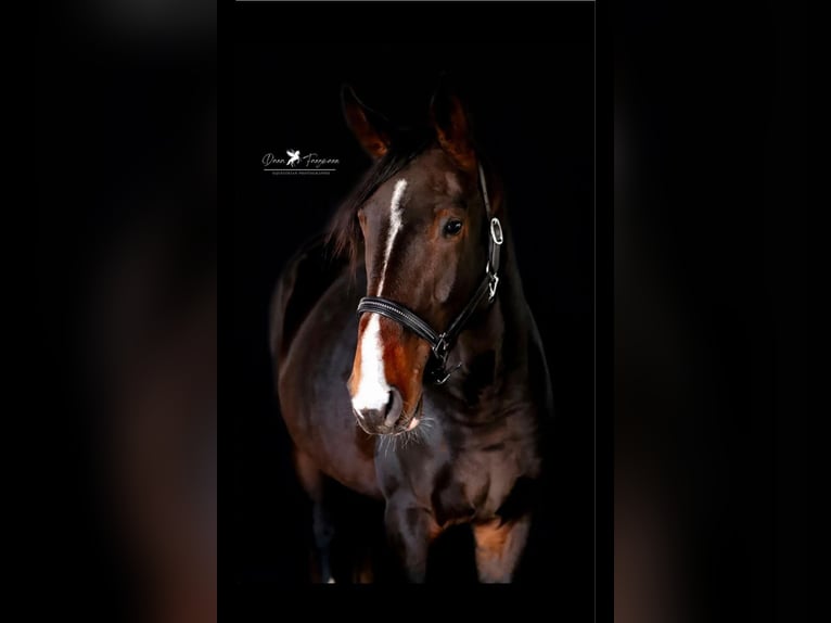 Rhinelander Stallion 4 years 17,1 hh Bay-Dark in Lüneburg