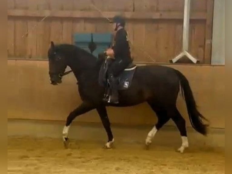 Rhinelander Stallion 4 years 17,1 hh Bay-Dark in Kaufbeuren
