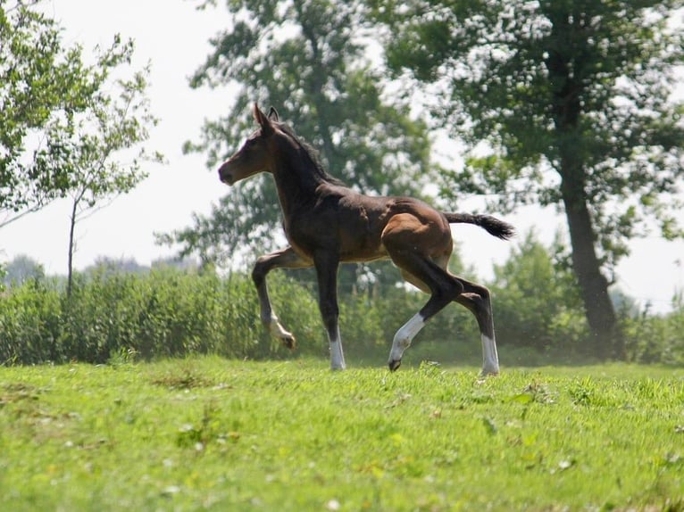 Rhinelander Stallion 4 years 18 hh Bay-Dark in Kaufbeuren