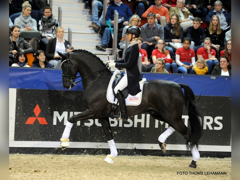 Rhinelander Stallion Black in Löningen