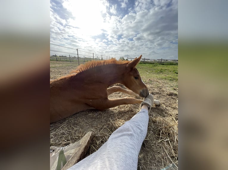 Rhinelander Stallion Foal (04/2025) 13,2 hh Chestnut-Red in Wegberg